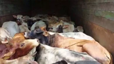 CG NEWS: 3 वाहनों से 53 मवेशियों का रेस्क्यू, तस्कर गिरफ्तार