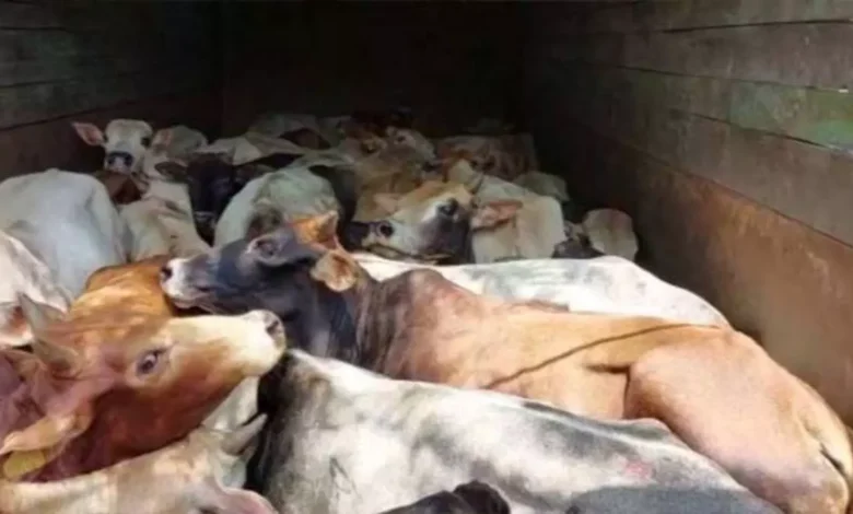 CG NEWS: 3 वाहनों से 53 मवेशियों का रेस्क्यू, तस्कर गिरफ्तार