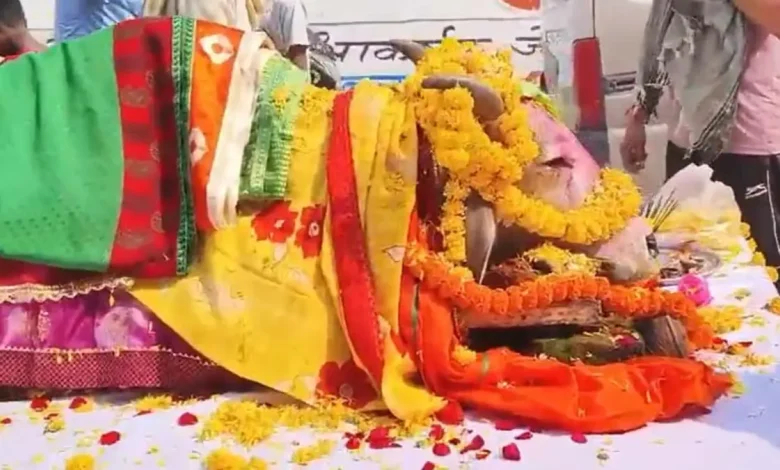 Cg news: बाजे-गाजे से निकली मृत गाय की अंतिम यात्रा,सबकी आंखें नम