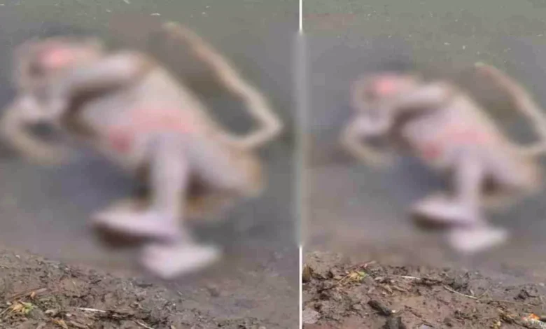 Cg news: खैरागढ़ में तालाब में मिला नवजात का शव, गांव में फैली सनसनी 1 Cg news: खैरागढ़ में तालाब में मिला नवजात का शव
