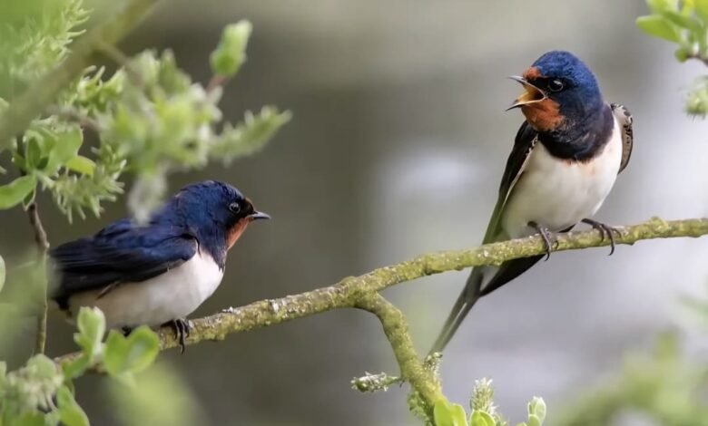 aamaadmi.in