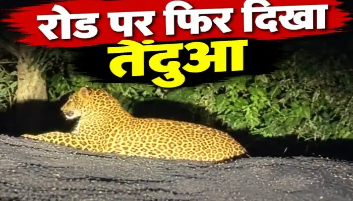 फार्म हाउस के पास दिखा तेंदुआ: ग्रामीणों में दहशत का माहौल, वन विभाग की निगरानी पर उठे सवाल 1 aamaadmi.in
